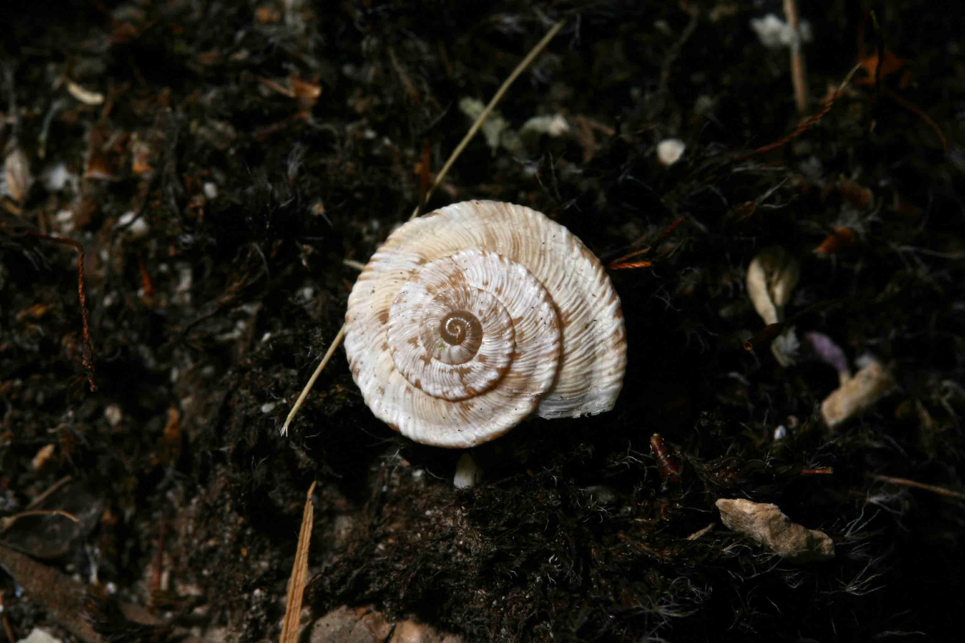 Candidula cf. grovesiana  - Gole del Sagittario